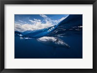 Framed Humpback Whale And The Sky