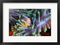 Framed Clownfish