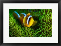 Framed Yellow Clownfish On Green Anemon