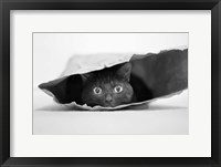 Framed Cat In A Bag