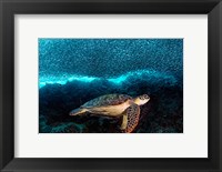 Framed Turtle And Sardines