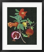 Framed Pomegranate Study II