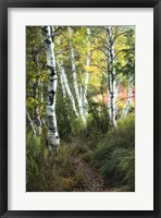 Birch Path III Framed Print