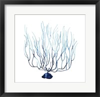 Fan de la Mer I Framed Print