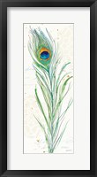 Peacock Garden VI Framed Print