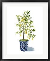 Framed Fruit Tree II