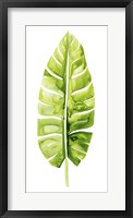 Banana Leaf Study II Framed Print