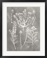 Herbarium Study III Framed Print