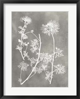 Herbarium Study IV Framed Print