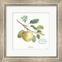 Framed 'My Greenhouse Fruit IV' border=