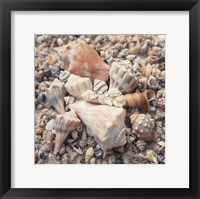 Framed Shell Collection II