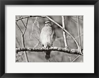 Framed Hawk