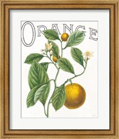 Framed 'Classic Citrus VI' border=