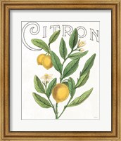 Framed 'Classic Citrus V' border=