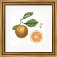 Framed Classic Citrus IV