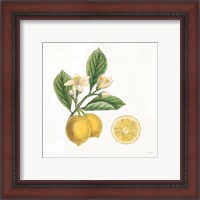 Framed 'Classic Citrus I' border=