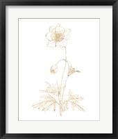 Framed Gilded Botanical II