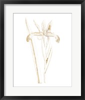 Gilded Botanical III Framed Print