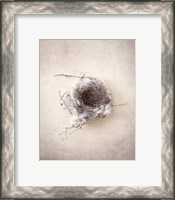 Framed 'Nest III' border=