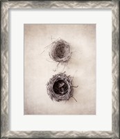 Framed 'Nest IV' border=