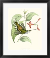 Framed Hummingbird & Bloom III