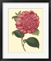 Framed Camellia Garden I