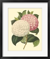 Framed Camellia Garden IV