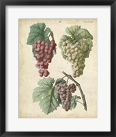 Framed Calwer Grapes II