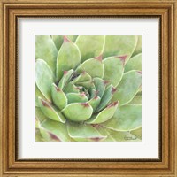 Framed 'Garden Succulents IV Color' border=