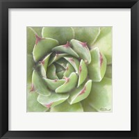 Framed 'Garden Succulents II Color' border=