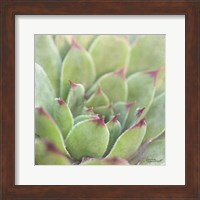 Framed Garden Succulents I Color