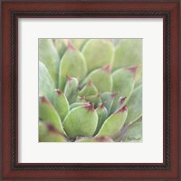 Framed 'Garden Succulents I Color' border=