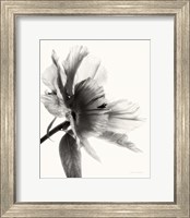 Framed 'Translucent Peony II BW' border=