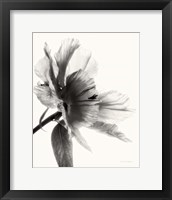 Translucent Peony II BW Framed Print