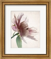 Framed 'Translucent Peony II' border=