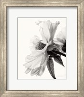 Framed 'Translucent Peony IV BW' border=