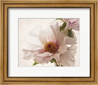 Framed 'Translucent Peony V' border=