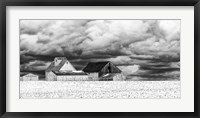 Framed Five White Barns