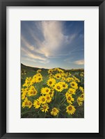 Framed Methow Valley Wildflowers II