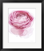 Framed Pink Lady I