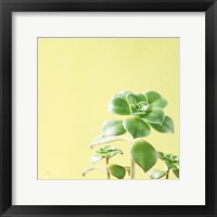 Framed Succulent Simplicity X