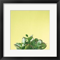 Framed Succulent Simplicity III