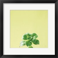 Succulent Simplicity VII Framed Print