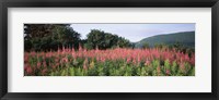 Framed Purple Loosestrife Flowers in a Field, Forillon National Park, Quebec, Canada