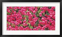 Framed Red Azalea Flowers, Sacramento, California