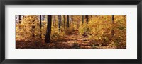 Framed Trees in Autumn, Stowe, Lamoille County, Vermont