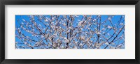 Framed Cherry Tree in Bloom, Germany