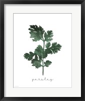 Parsley Framed Print