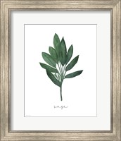 Framed 'Sage Botanical' border=