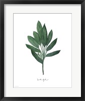 Sage Botanical Framed Print